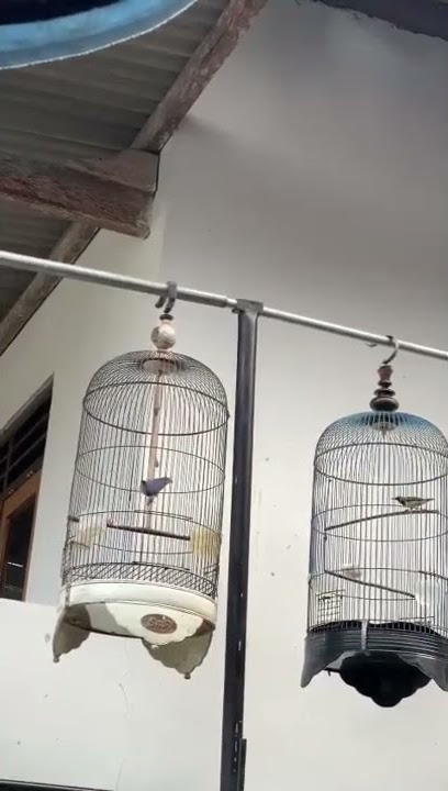 rambatan paruh merah isian mewah