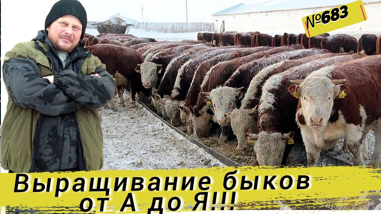 Как выращивать быков от А до Я. Полный гид для начинающих. Омская деревня.