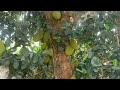 Jack fruit 