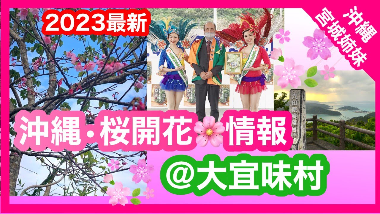 沖縄桜23 最新 大宜味村 桜開花情報 大宜味村産業まつりの様子もお届け Youtube