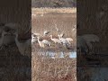 Sandhill crane migration at the Wheeler National Wildlife Refuge