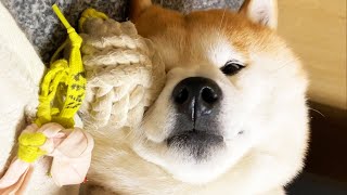 なでなで中なのに一塁に進みたがる柴犬