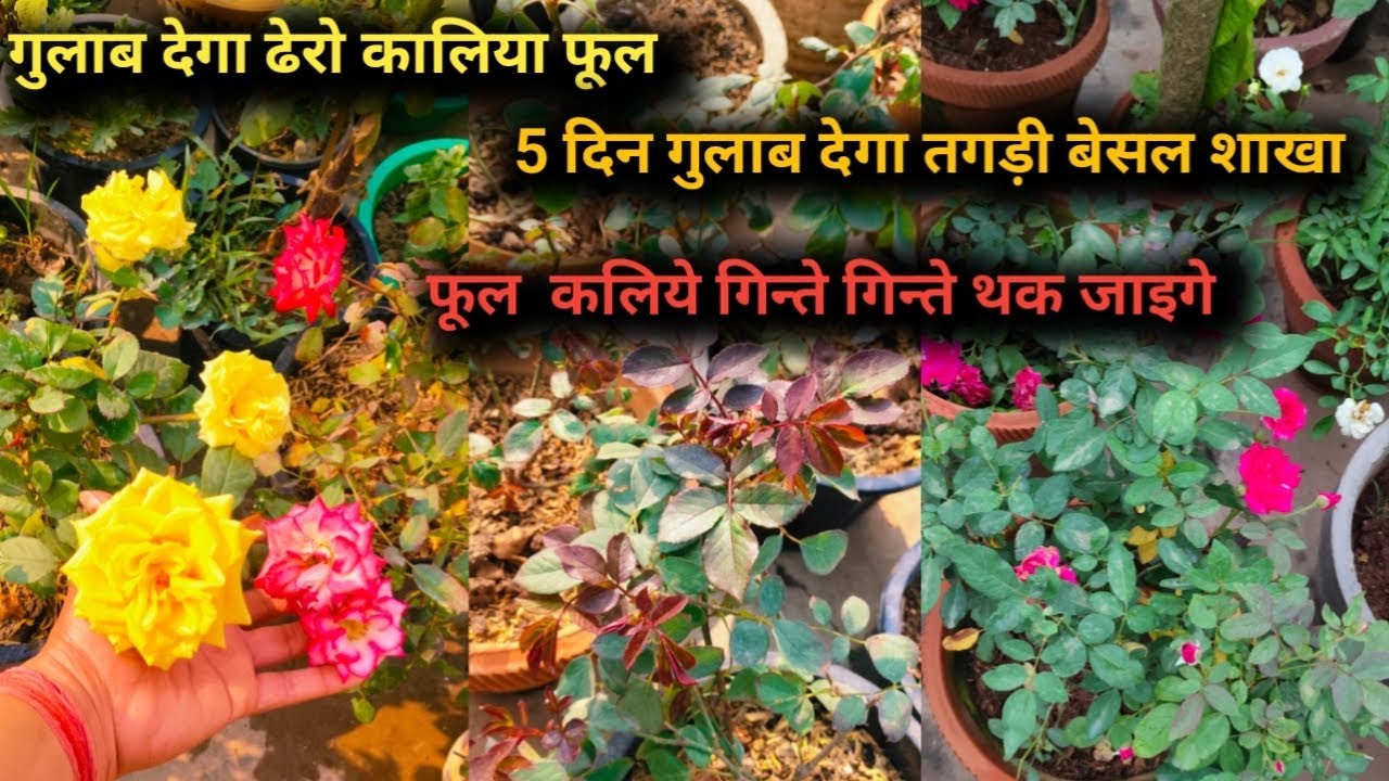 February में गुलाब को दे ये फातिलाइजर फूल कालिया गिनते गिनते थक जाओगे🌹5 दिन नई ग्रोथ की होगी बारिश 