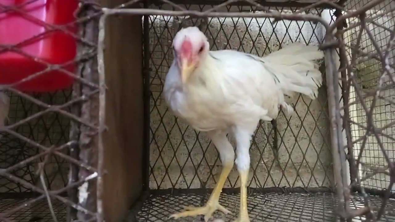 Mostrando Los Pollitos Casi Pará Marcaje Dé Manera Natural Blancos Indios Amarillos Suscríbete Fácil