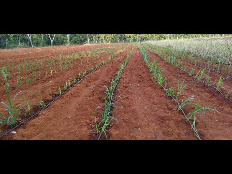 Vídeo: Quanto custa uma muda?