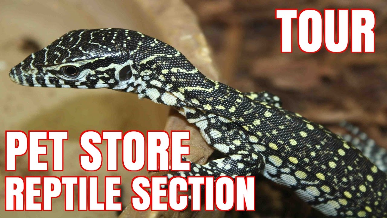 Pet Store Reptile Section Tour - YouTube