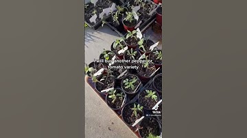 18 varieties of heirloom tomatoes, 35 different peppers and tomatillos. #growyourownfood #garden