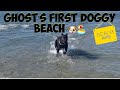 5 Month Old Cane Corso At Dog Beach California.