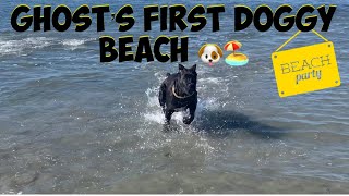 5 Month Old Cane Corso At Dog Beach California.