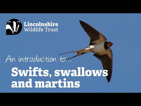 Video: Comparison of swallows and swifts: similarities and differences