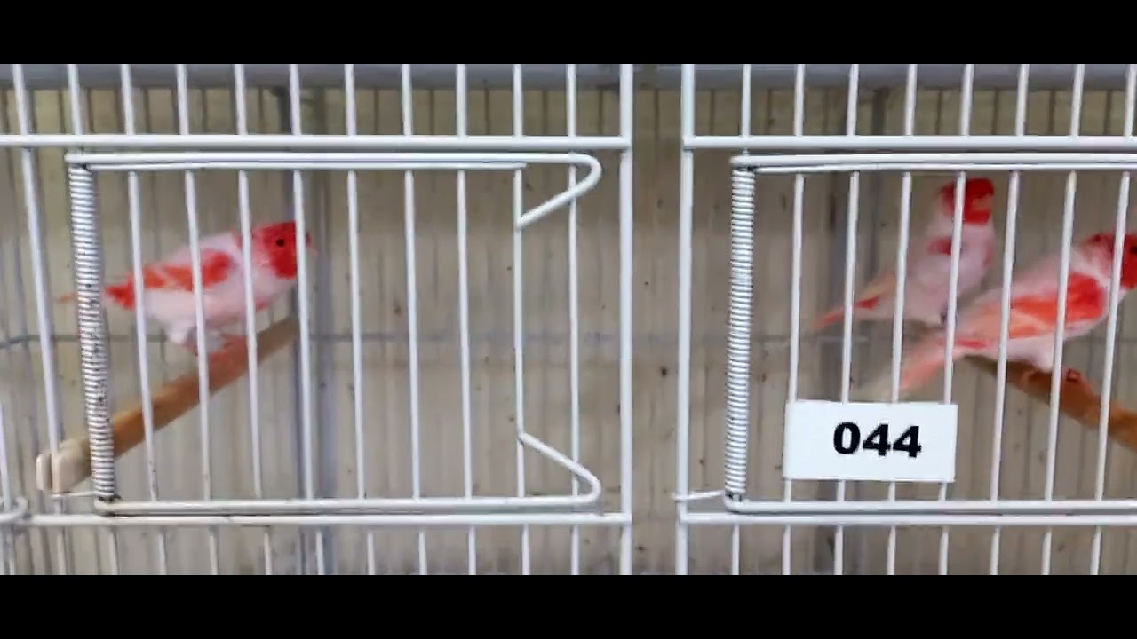 CANARIOS VERMELHO MOSAICO MAIS BONITOS QUE VC JÁ VIU 👀 👀 BACOCHINA É SEM IGUAL