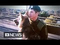 Dogs of war: German shepherds in training (1979) Dogs of war: German shepherds in training (1979)