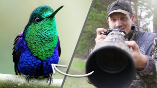 How to Photograph HUMMINGBIRDS