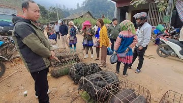 Chợ Lợn Cốc Ly,Bắc Hà,Lào Cai độc đáo và sôi động nhất Tây Bắc