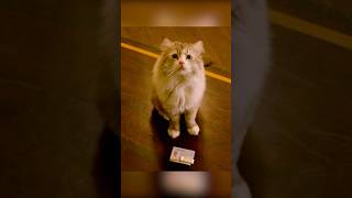 The rich man turned into a cat.#shorts #film #movie