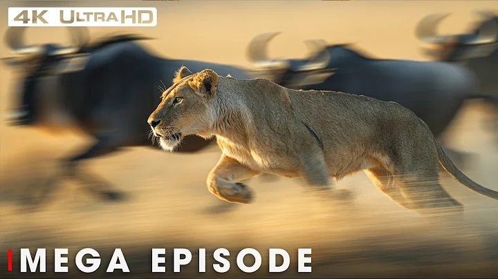 Greatest Fights in the Animal Kingdom MEGA EPISODE | 4K UHD thumbnail