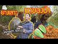 เซียนหรั่ง - วิถีชีวิตแบบมะลายยายอยาก l ตอน ยางเลาะหาของป่า