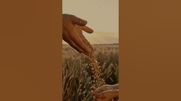 اجمل تلاوة للقارئ المبدع 🧡 احمد النفيس