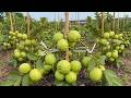Guava Tree Cuttings and Air Layering EXPLODE with Growth Using These Simple Technique!