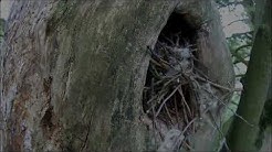 Waiting For Owl Chicks: A Tale Of Incubation | Tawny Owl Nest Camera | April 2019