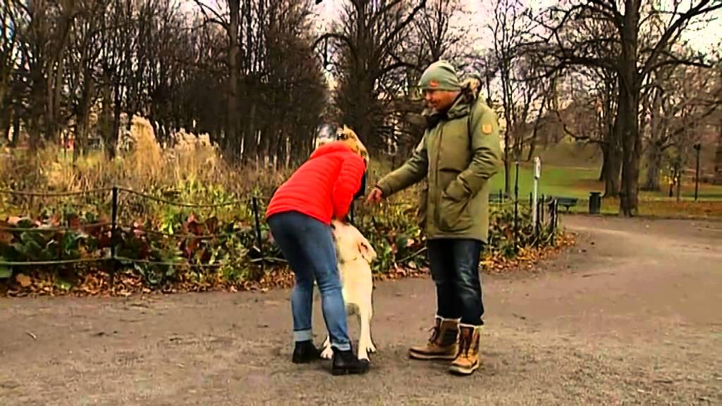 Moltas ska lära sig hälsa lugnt - Nyhetsmorgon (TV4)