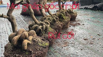 Mai ghép gốc nhớt rút cốt chơi bosai ☎️0946236759