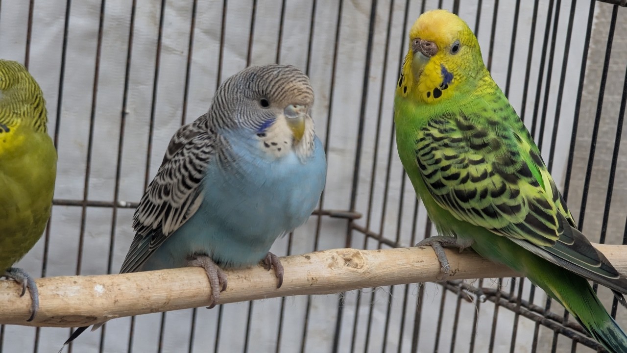 Golden Hour Chirps – Happy Budgie Harmony