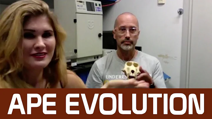 If we evolved from apes, why are there still apes?