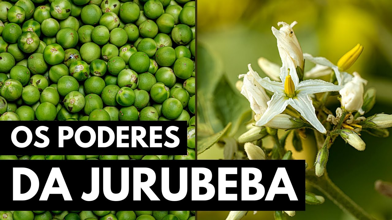 JURUBEBA: PROTEGE O FÍGADO E COMBATE ANEMIA - YouTube