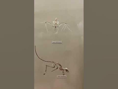 Скелет летучей мыши #batskeleton #bat #skeleton #скелет #летучаямышь ...
