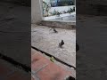 cute chubby pigeons #pigeon #pigeons #pet #petlover