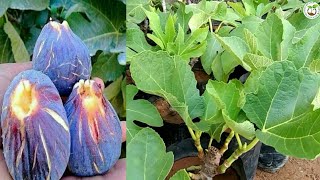 زراعة شجرة التين  cultivate figs