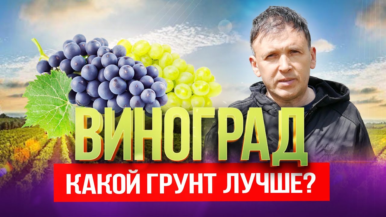 Особенности грунта для выращивания винограда. Выпуск №1