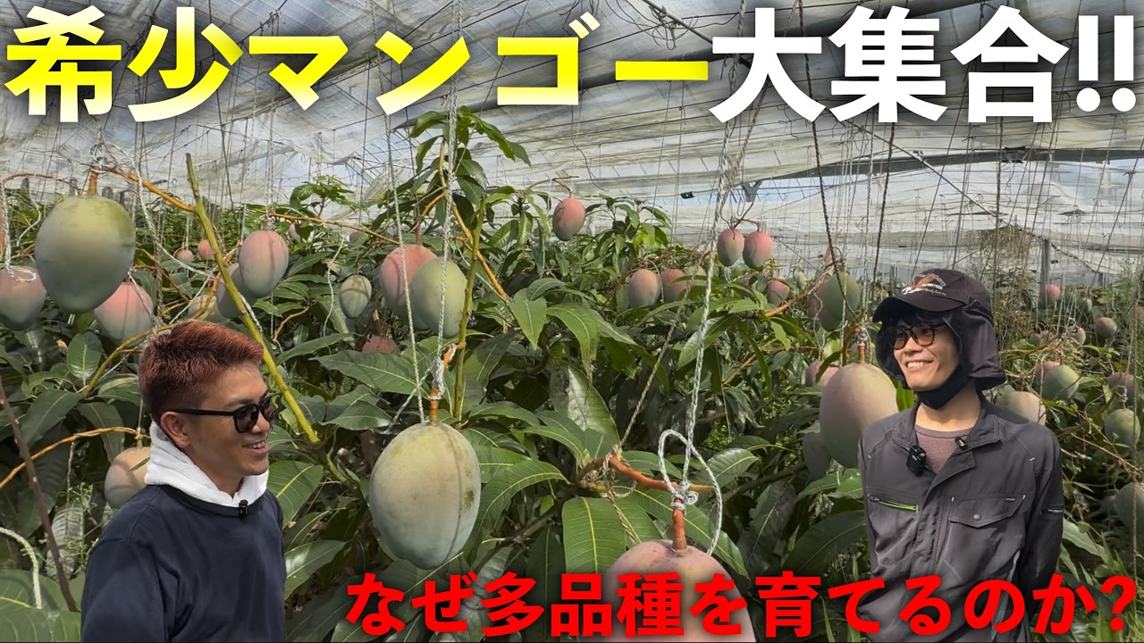 【希少マンゴー大集合】なぜ多品種を育てるのか？若手生産者の想いに迫る
