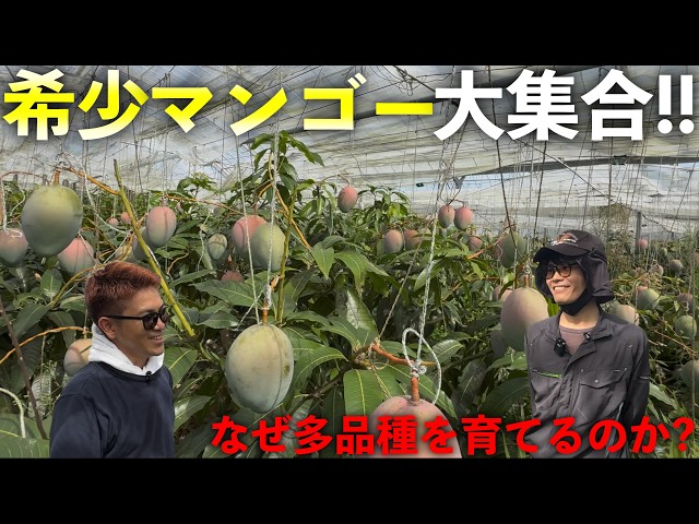 Rare Mango Collection] Why Grow So Many Varieties? Getting to Know