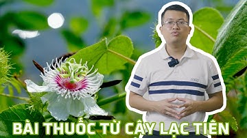 Tìm hiểu công dụng của cây lạc tiên và một số bài thuốc từ cây lạc tiên