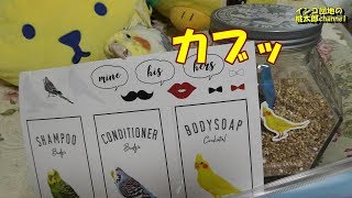 Can★Doの Can★Zoo？のインコのボトル用ステッカーを貼るよ！　オカメインコ桃太郎