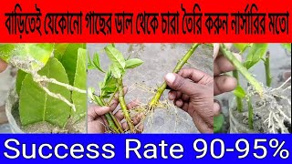যেকোন গাছের ডাল থেকে চারা তৈরির ৭টি গোপন টিপস নার্সারিতে ডাল থেকে চারা  যেভাবে তৈরি করে