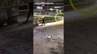 He Outsmarts 45 Mph Dogs Daily