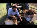 Silver queen farm planting raspberries