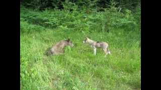 Lajka Zach.syb. Fero Z Bukowego Wzgórza