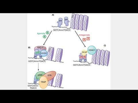 Vídeo: Receptores De Progesterona - Modelos Animais E Sinalização Celular No Câncer De Mama: Expressão E Atividade Transcricional Do Receptor De Progesterona A E Receptor De Progesterona