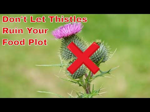 Vidéo: Velvetleaf Weed Control - Comment se débarrasser des plantes à feuilles d'abutilon