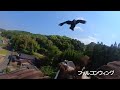 カラスとの空中戦