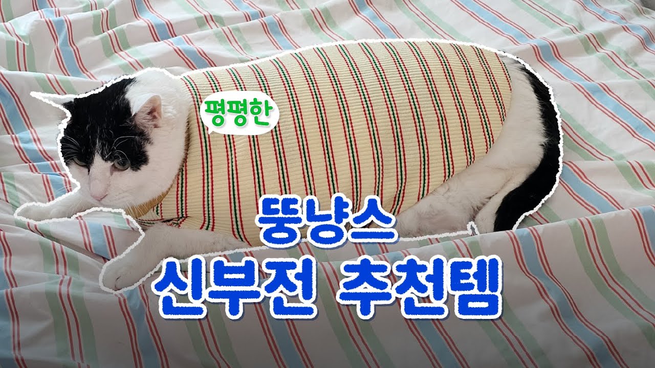 만성 신부전 고양이 병원비 절약하고 수명 늘리는 집 홈케어 루틴 🐱🏠 룸투어 + 광고없는 추천템 ｢ 밥은 멍고 다니냥 ｣