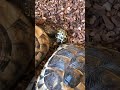 Spot the amazing greek tortoises - Look at the cute baby tortoises