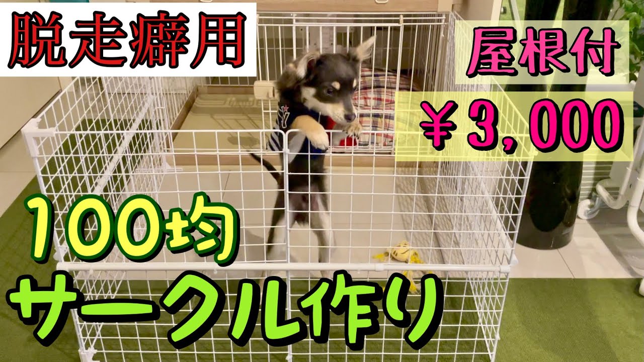 100均DIY【ケージ拡張、屋根付きサークル作り】脱走癖のチワワ×ミニピンのミックス犬の子犬チワピン