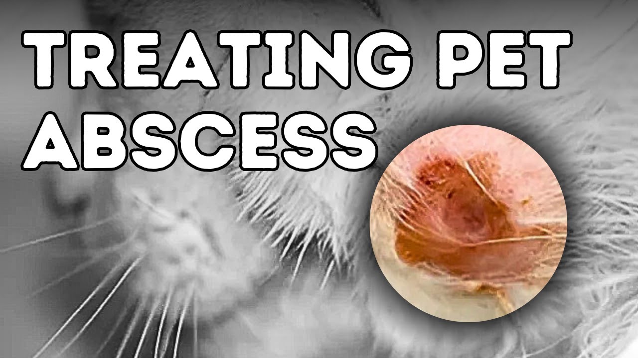 Abscess Treatment For Cats And Dogs