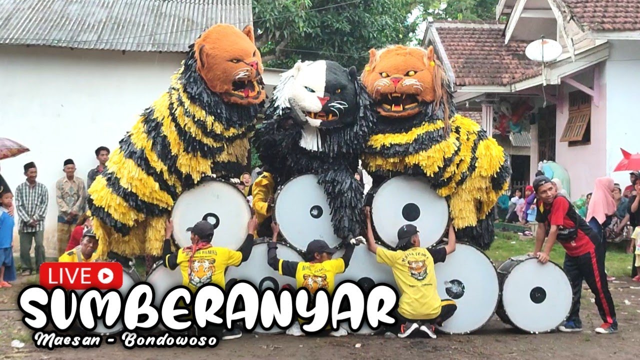 FULL New Maong Remas tampil di MAESAN SUMBERANYAR | drumband can macanan | lion dance java