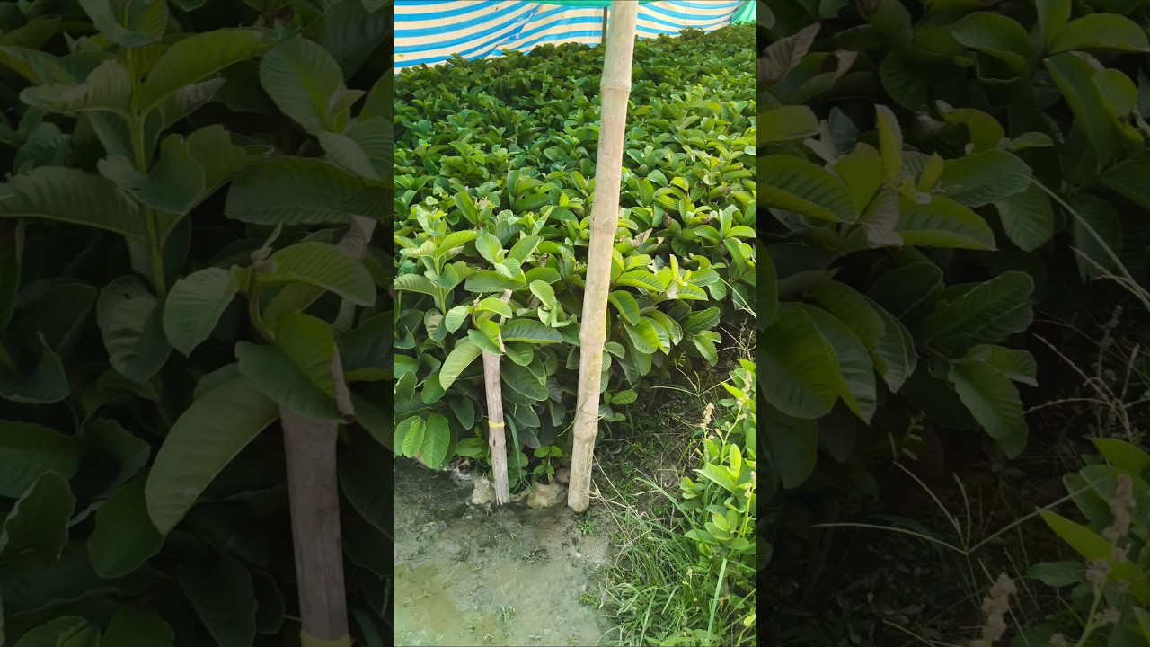 Japanese Red dimond guava plant available for sale contact 6296494312